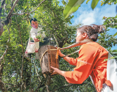 绿叶变“金叶” 日子更红火